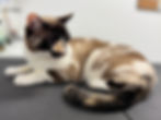Seal point tortie sitting on table post groom