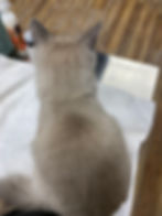 Blue point cat sitting on towel post groom