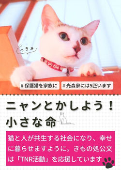 高知のきもの処公文 保護猫支援活動「ニャンとかしよう！小さな命」。アニマルスタッフの元保護猫「月見（つきみ）」の写真。TNR活動応援。