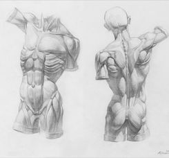 Human Anatomy Art Class Mountain View