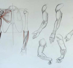 Human Anatomy for Artists