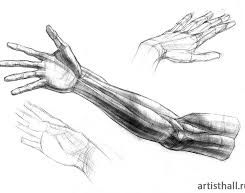 Learn to Draw Human Anatomy Mountain View