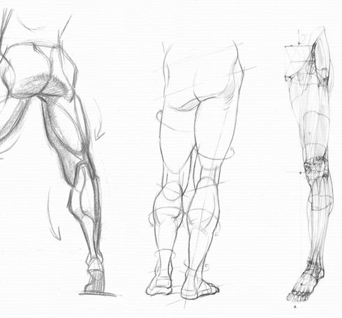 Anatomy Drawing Human Body