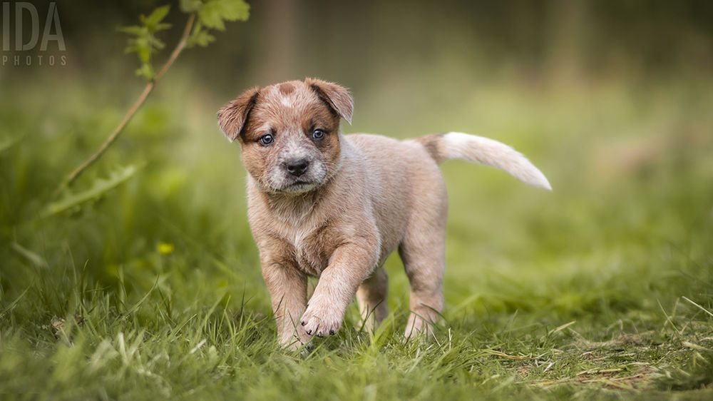 Miten saan hyviä kuvia pennuista?