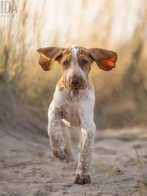 Bracco italiano, koiravalokuvaus