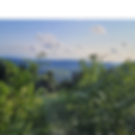 Paysage Vosges_CANVA.png