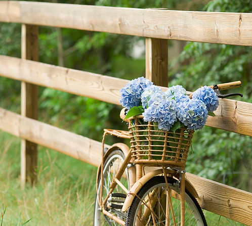 Countryside Bike Ride
