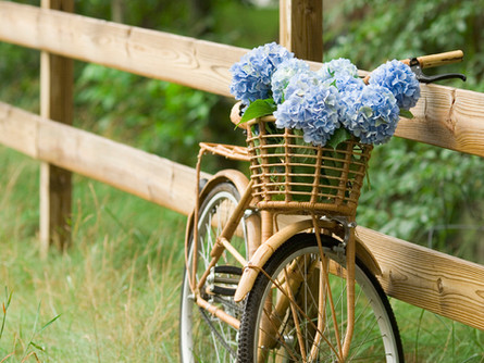Cycling the Trails