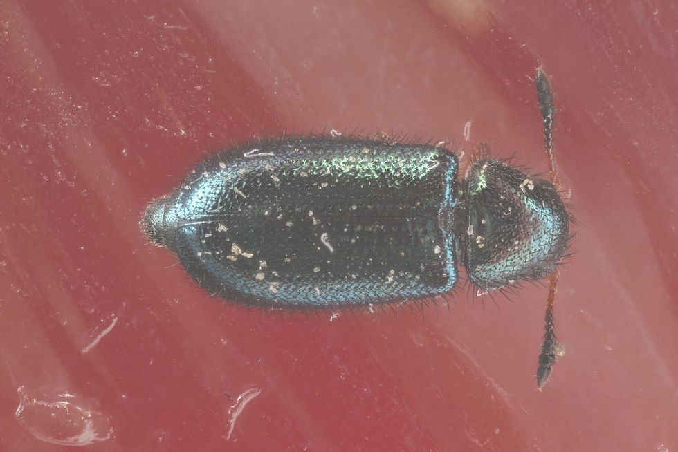 Red-legged ham beetle from top
