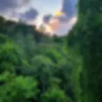 ma foret konokora