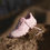 Thumbnail: Loewe x Oncloud venture 2.0 pale pink