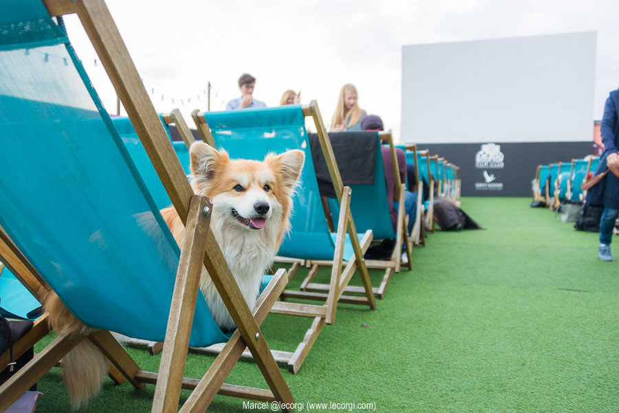 DogFriendly Rooftop Film Club (Peckham/London)