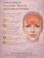 Close-up view of the frontalis muscle area on the forehead