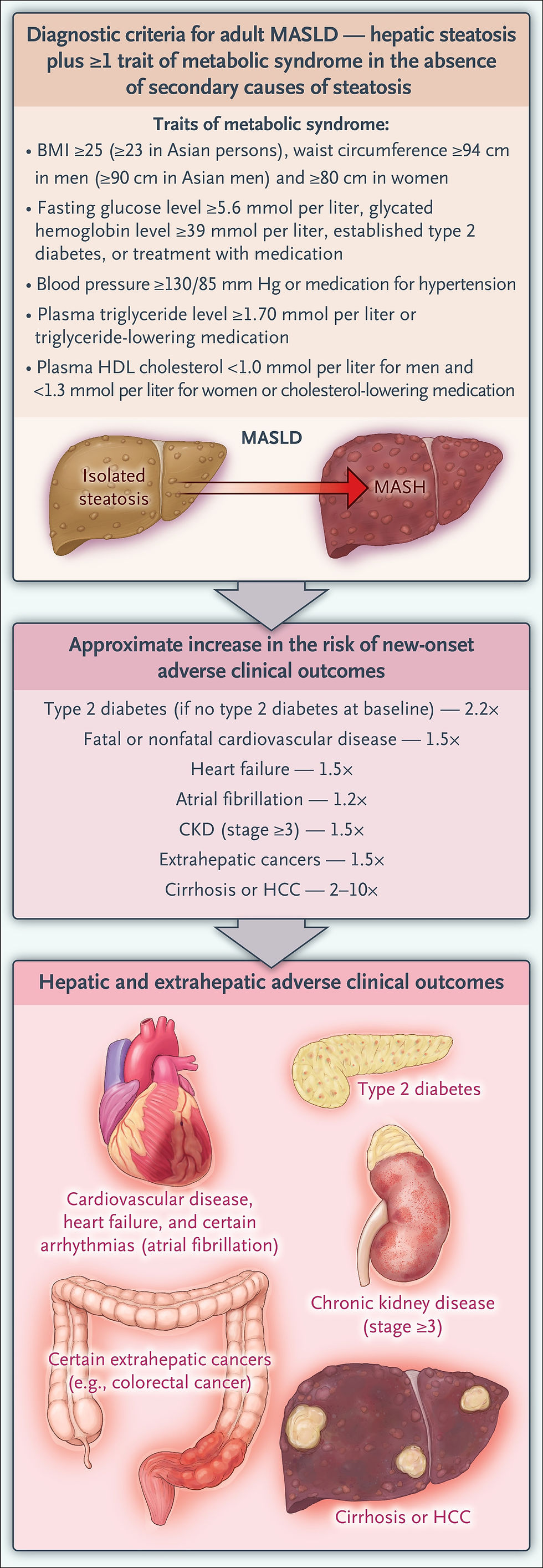 Close-up view of a healthy liver model on a medical table