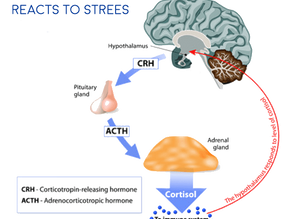 Understanding Adrenal Fatigue Symptoms Causes and Natural Remedies
