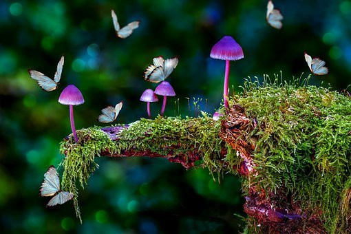 Magical Forest, CCO