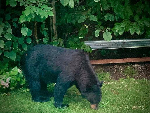 Oh, Bear