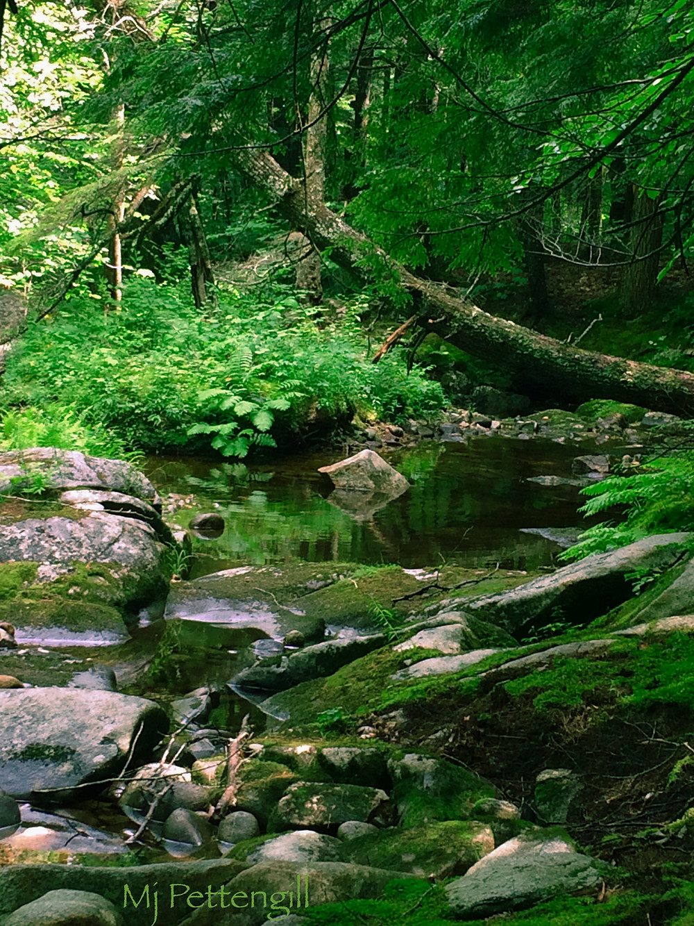Woods, Forest, River, Trees, Solitude