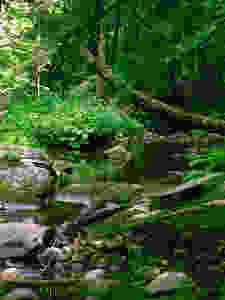 Woods, Forest, River, Trees, Solitude