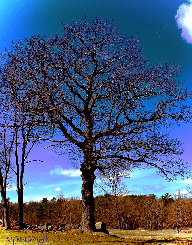 The Magic Tree, Mj Pettengill