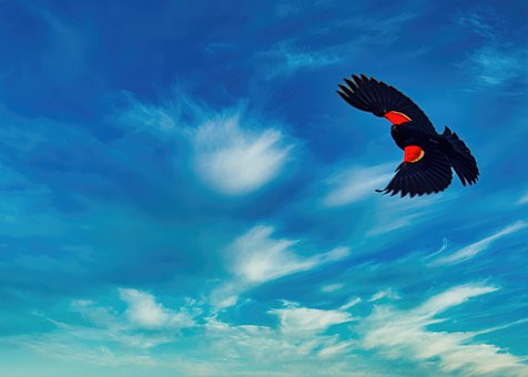 Red-winged Blackbird CCO