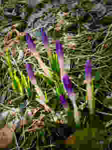 Crocuses