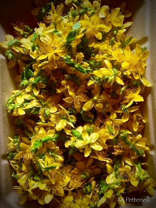 St. John's Wort, Mj Pettengill