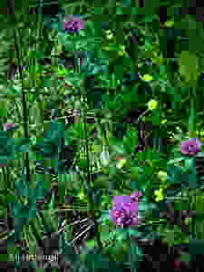 Clover, Weeds, Wildflowers