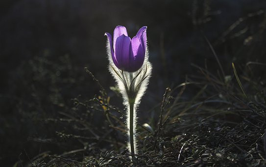 Spring Flower, CC0
