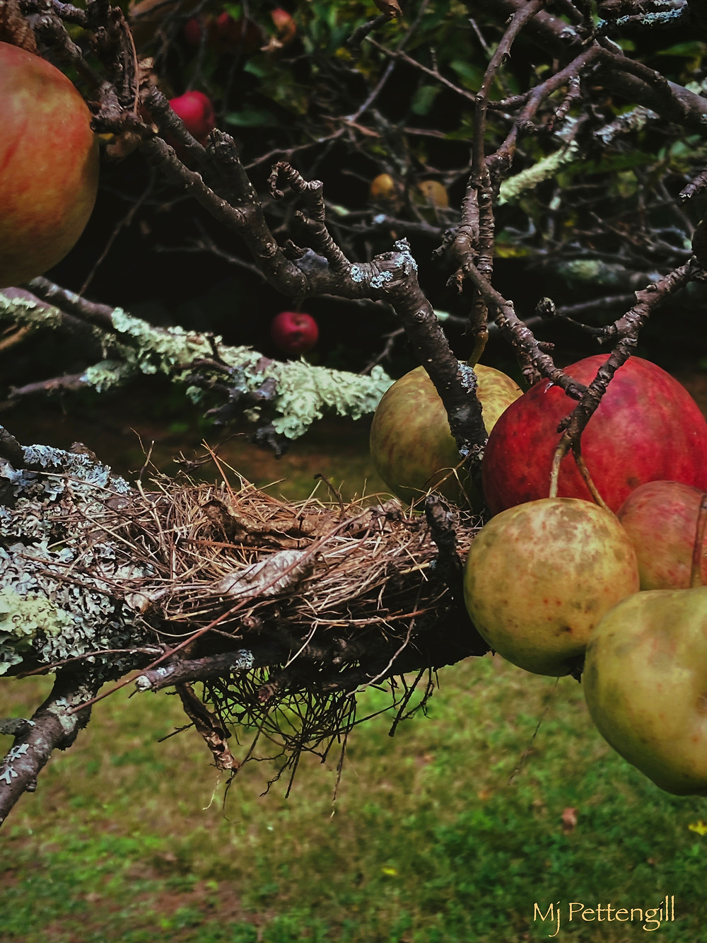 Wildly Imperfect Apples, Mj Pettengill