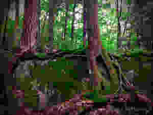Woods, Roots, Moss
