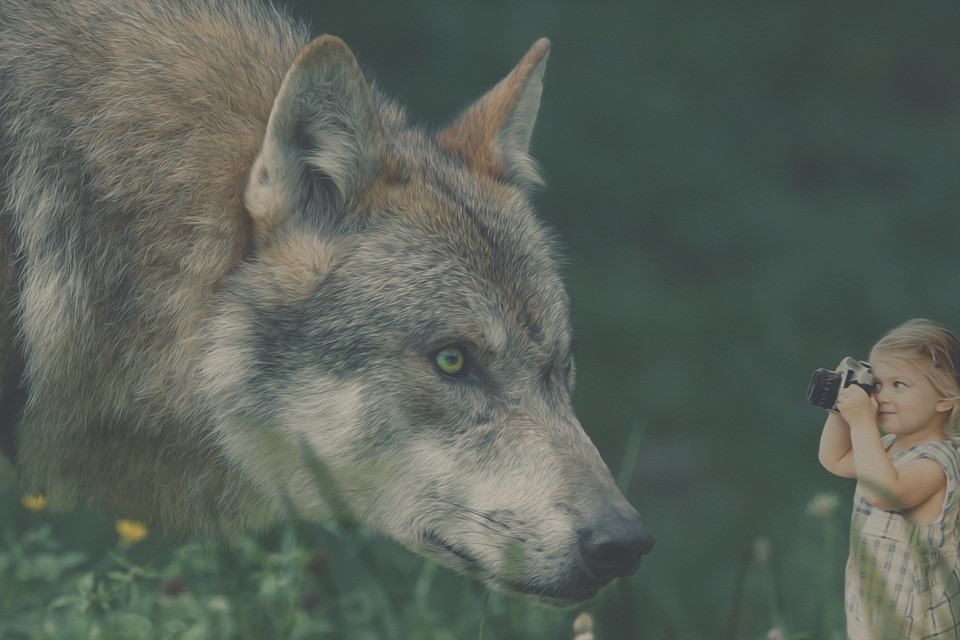 Child, Wolf CC0