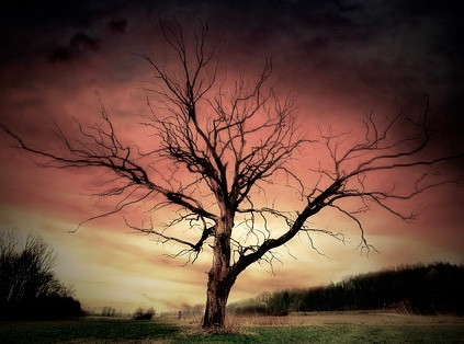Abigail's Tree, CCO