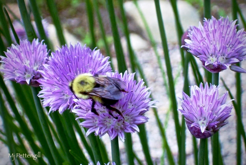 Chive Flowers, Bee
