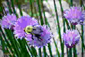 Chive Flowers, Bee