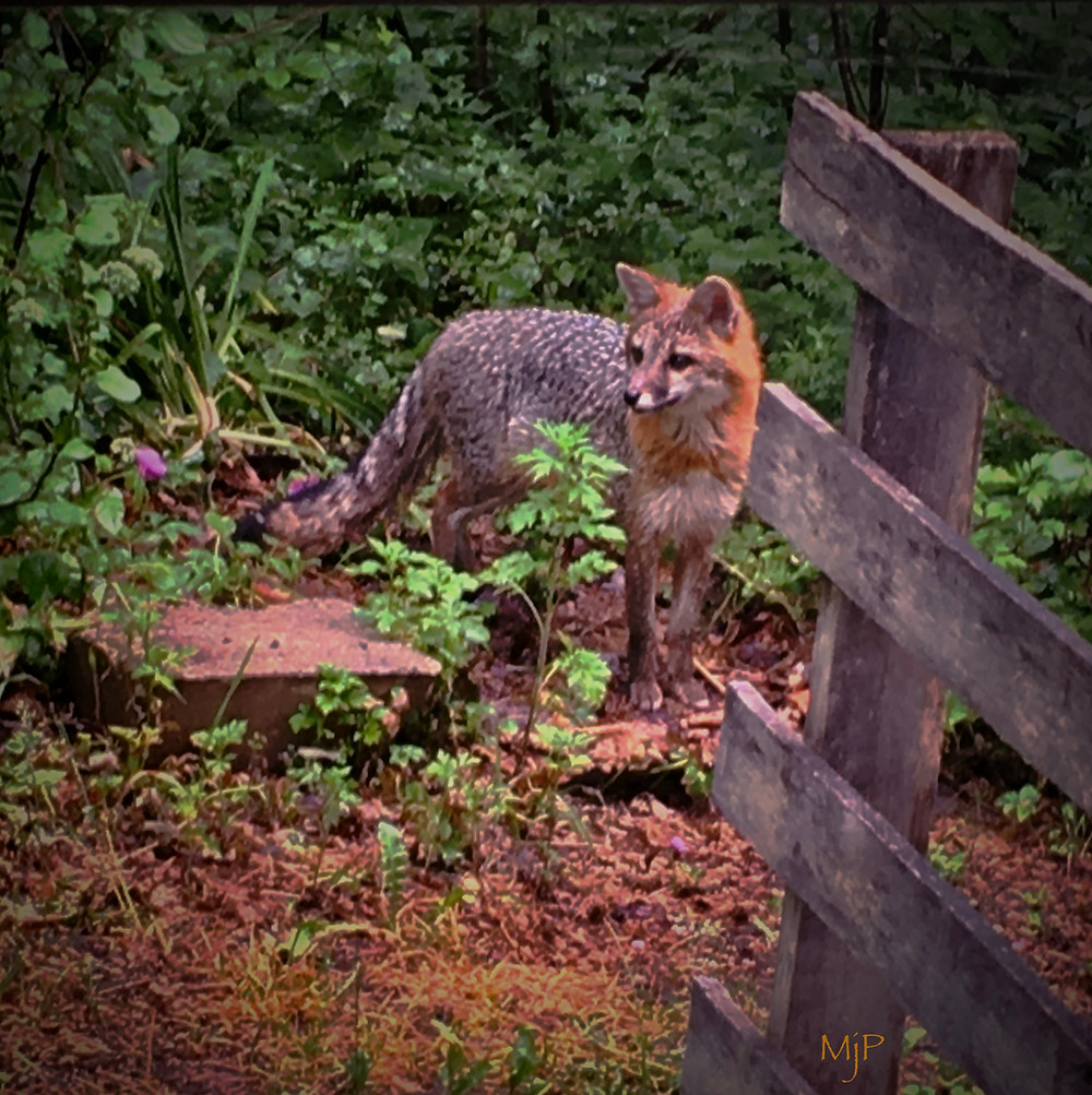 Swift, the Gray Fox