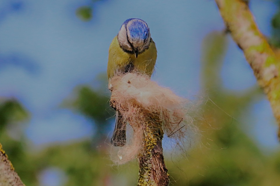 Nesting, Spring CC0