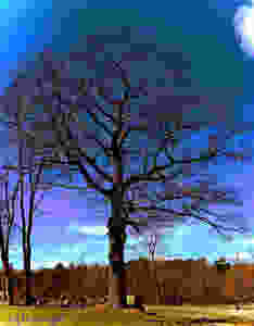 Tree, Sandwich, NH, Mj Pettengill