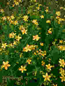 St John's Wort