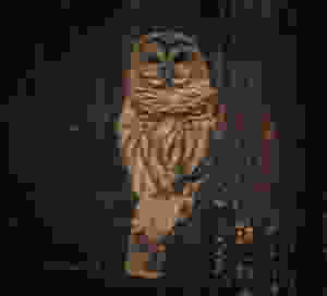 Barred Owl