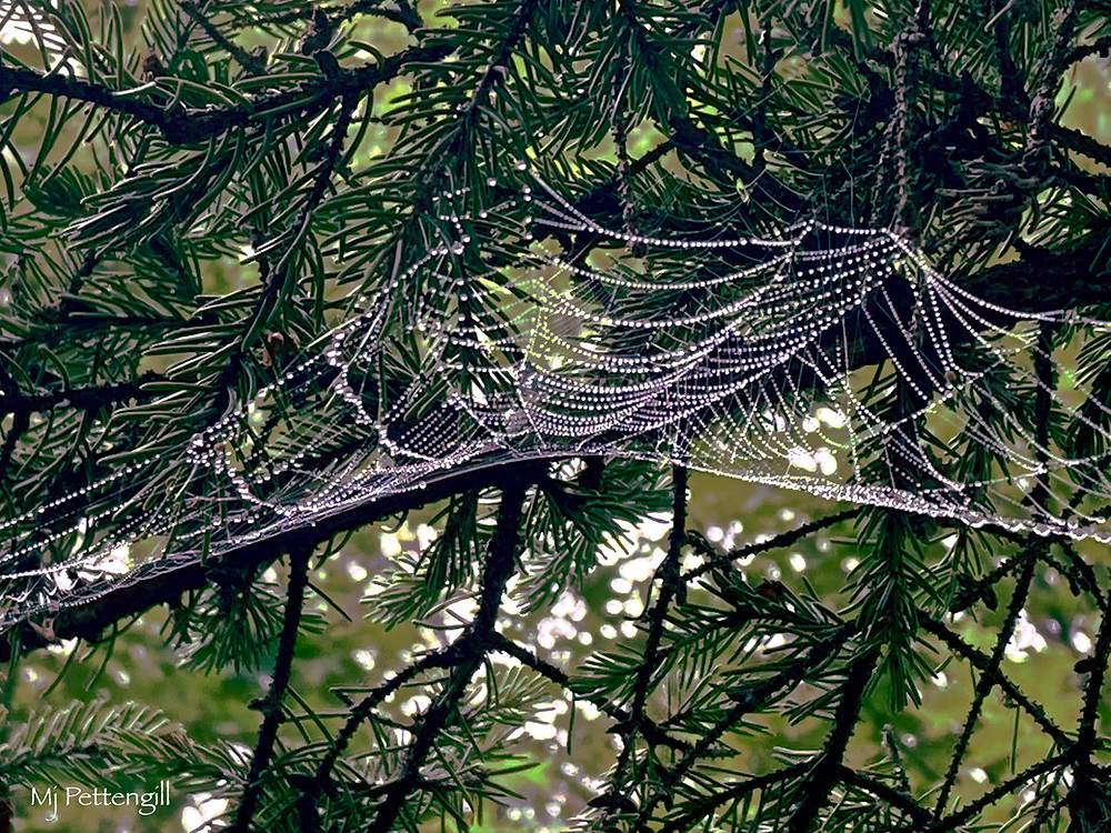 Spider Web, Mj Pettengill