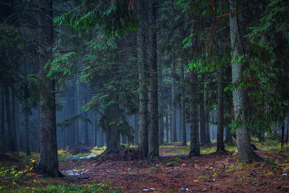 Cold Pine Evening, CC0