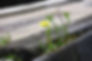 Resilience, Dandelion, CC0