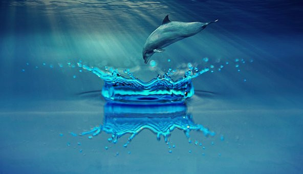 Dolphin, Ocean