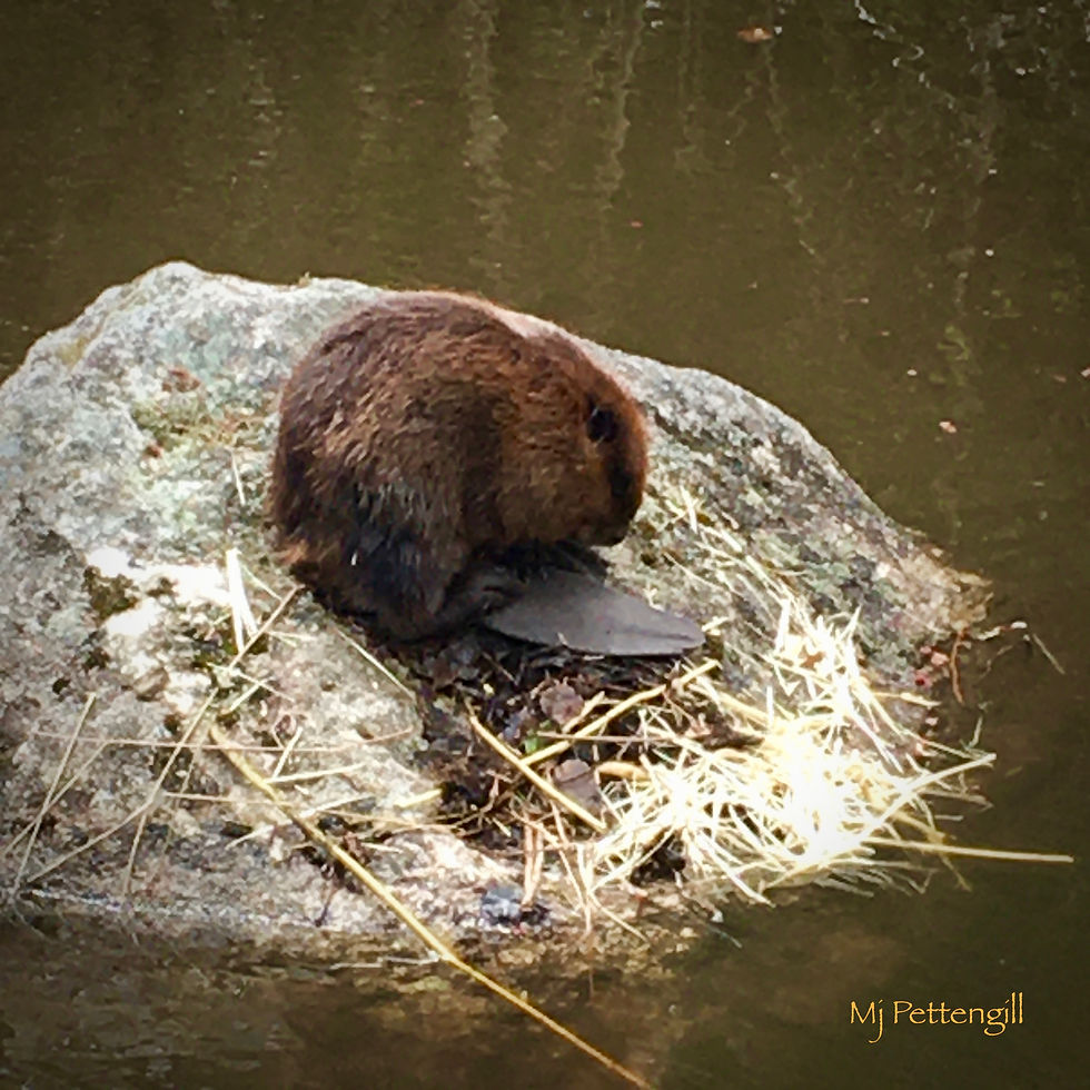 Beaver, Pond, Wildlife