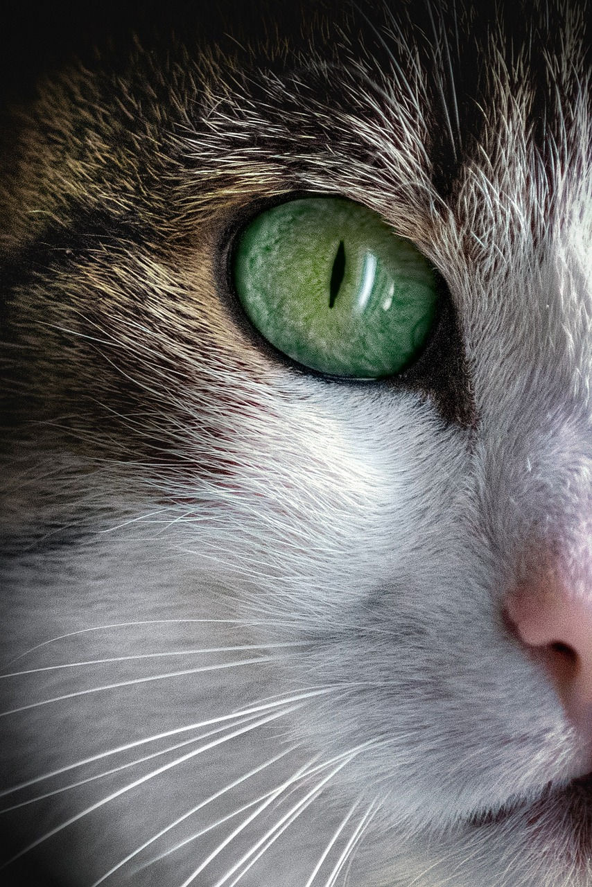 Close-up of a cat's face, highlighting its vibrant green eye, fur patterns, and whiskers. The mood is calm and attentive.