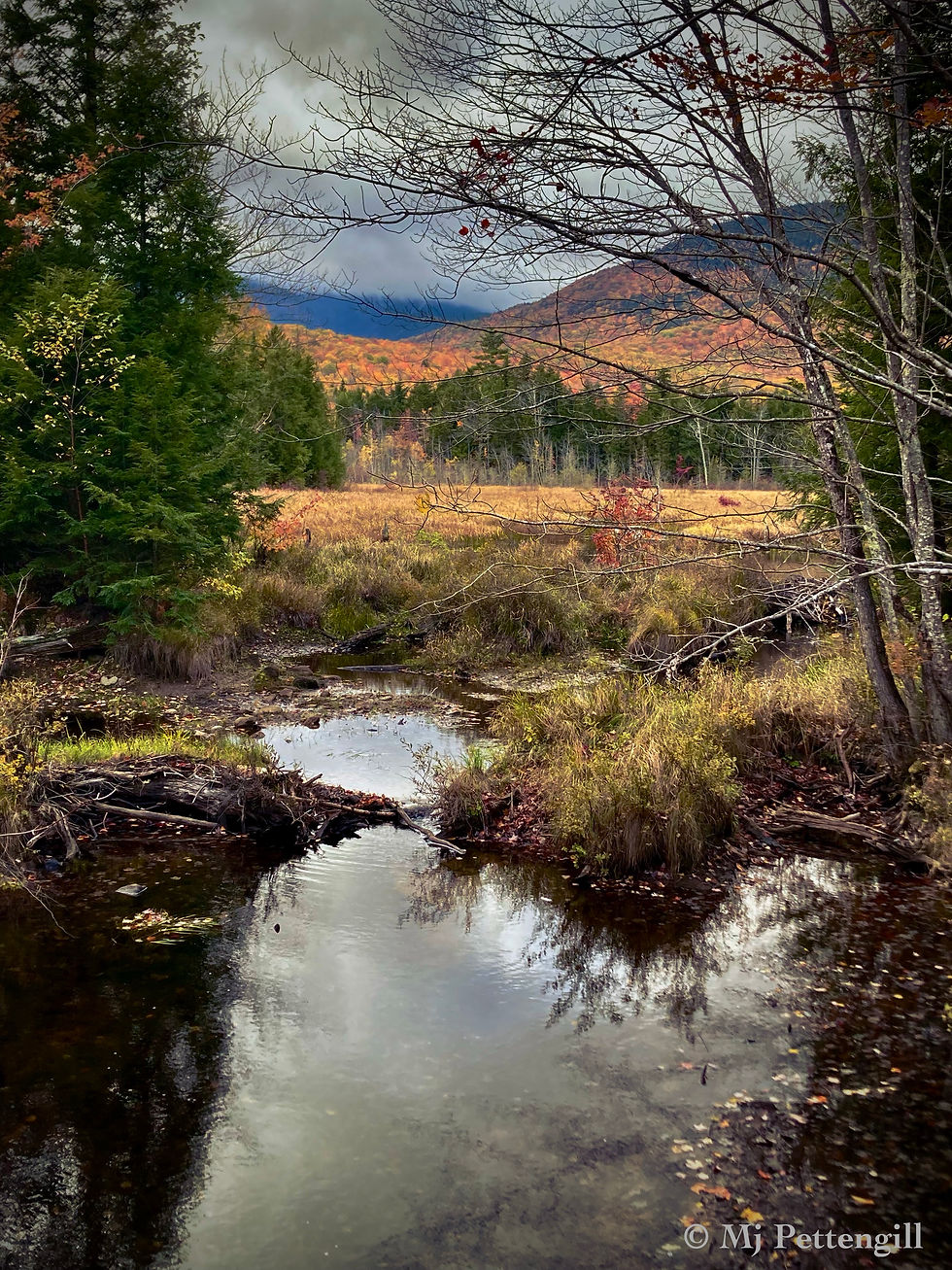 The bog and mountains in New Hampshire
