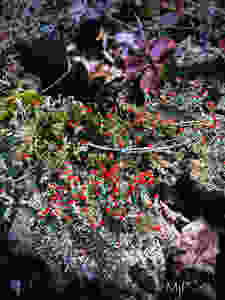 Pixie Cup Lichens, Lichens