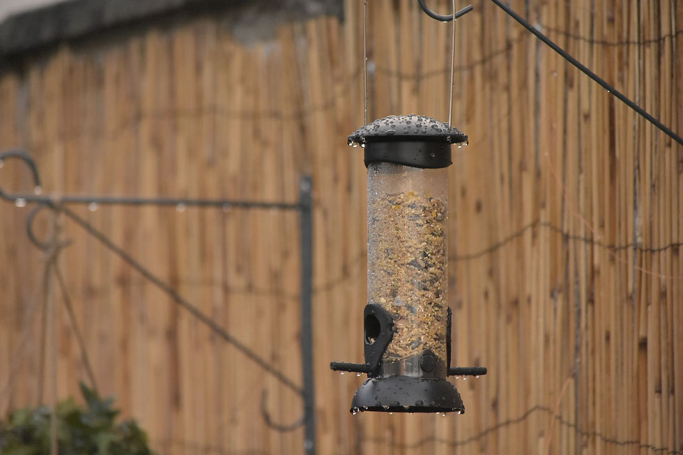 🐦 Comment bien aider les oiseaux l'hiver ?