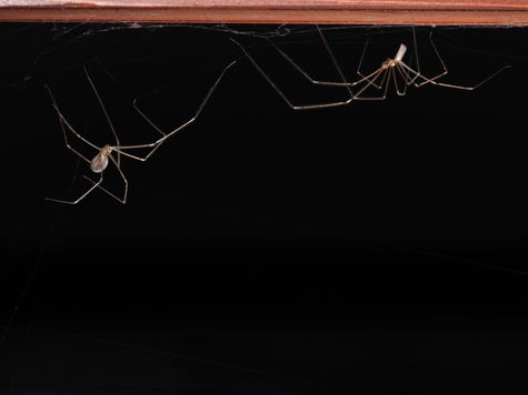 Male approaches a female Cellar Spider (Pholcus phalangioides) in the web in an attempt to mate